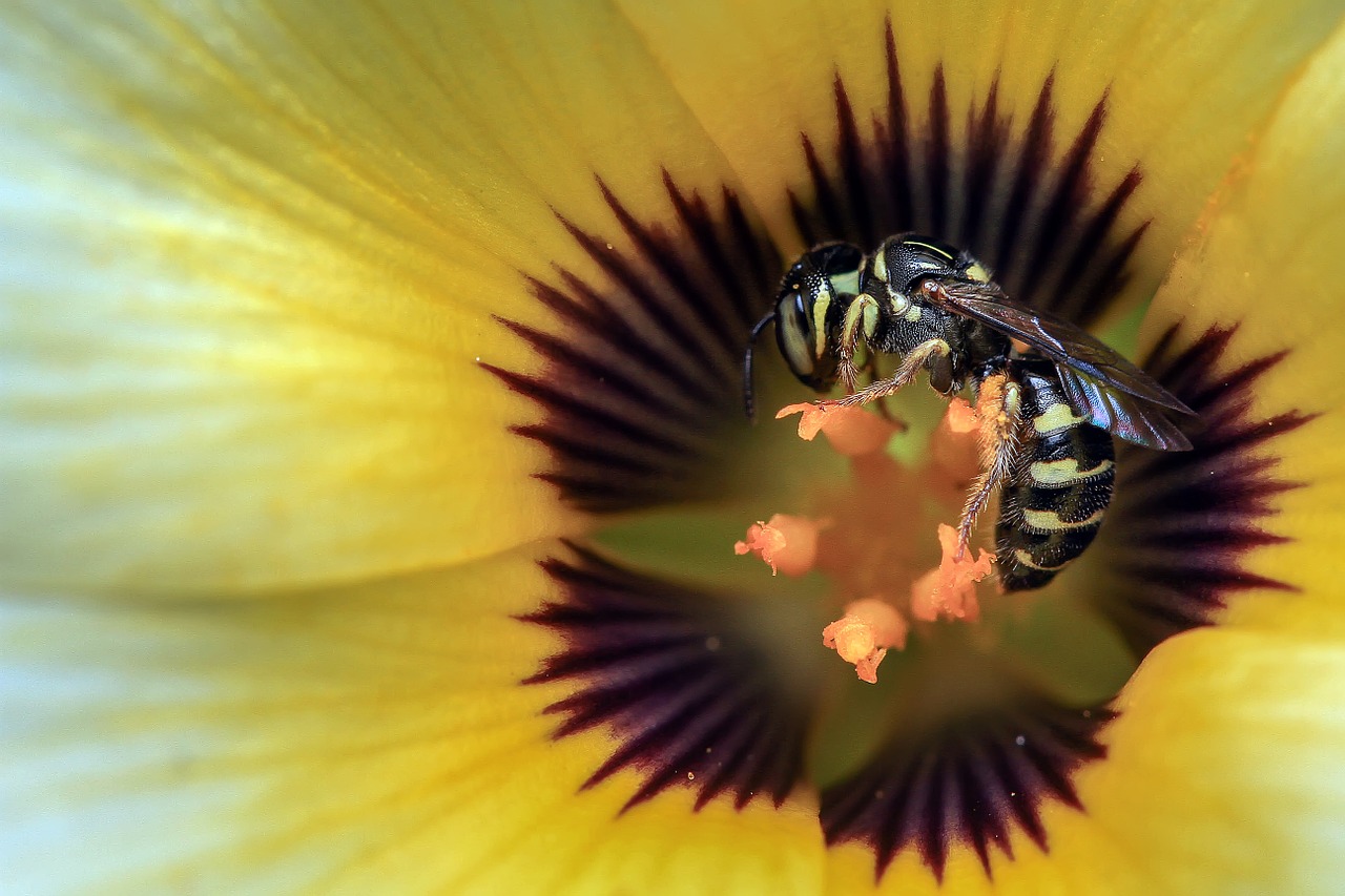 pozostawione żądło pszczoły - osa na kwiatku