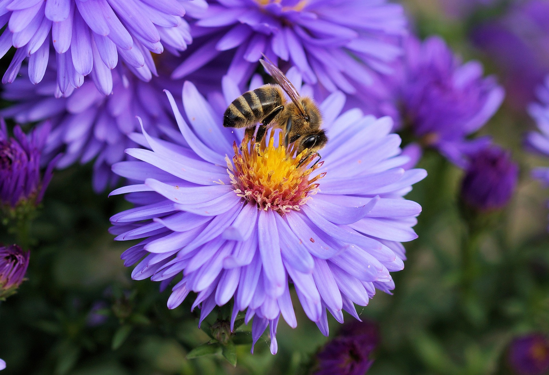 pozostawione żądło pszczoły - pszczoła na kwiatku
